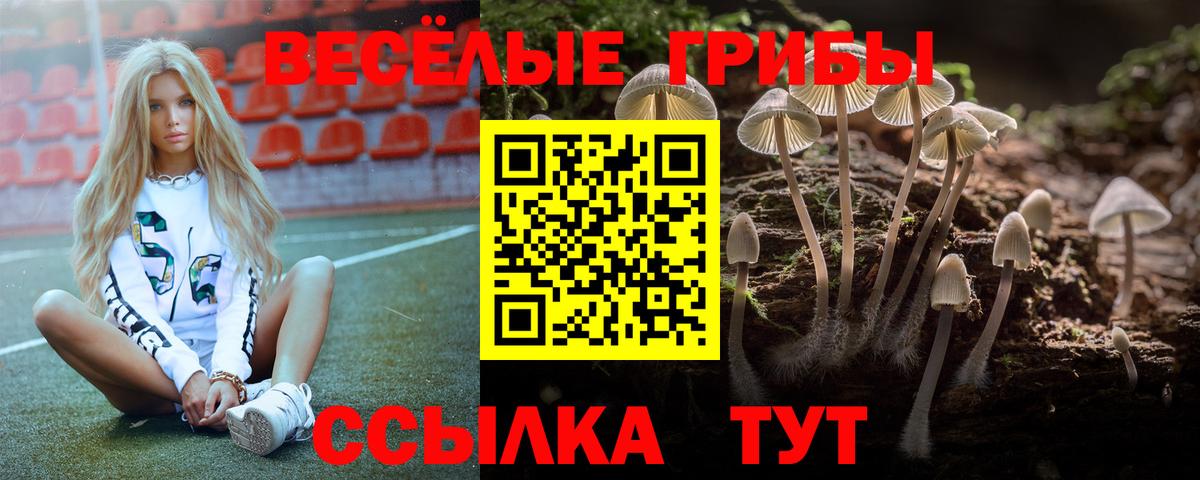 Тольятти  как найти   Вход с VPN  Псилоцибиновые грибы ЛСД  Галлюциногенные грибы GOLDEN TEACHER 